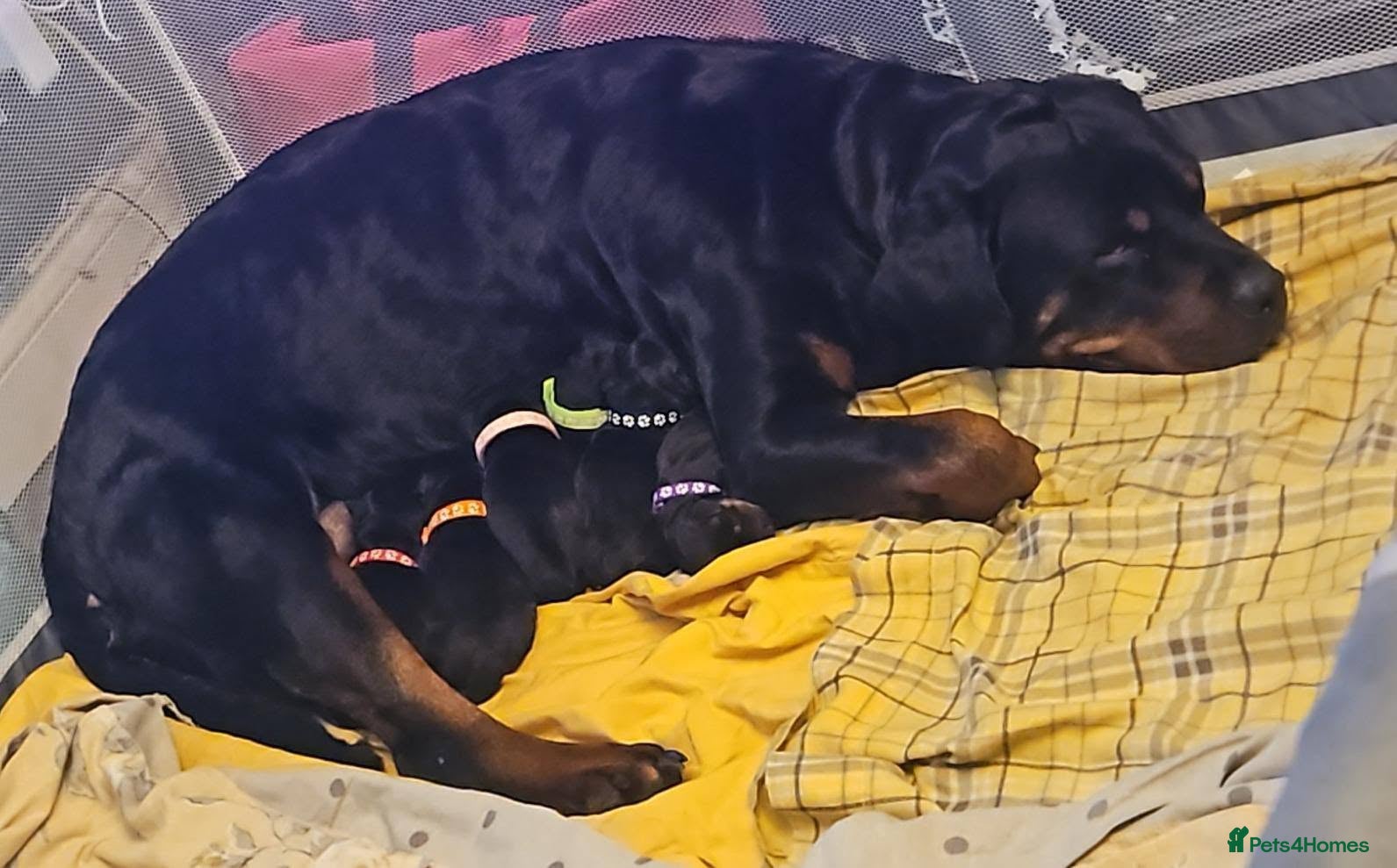 Rottweiler dogs Last few puppies - Advert 12