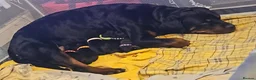 Rottweiler dogs for sale: Last few puppies in Rotherham - Advert 1