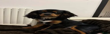 Cavalier King Charles Spaniel 1