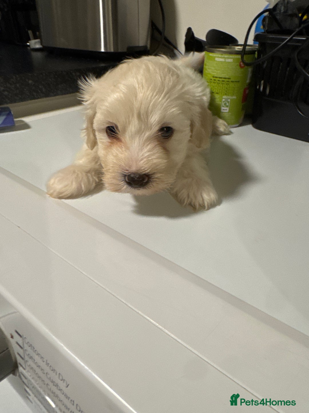 Maltese dogs for sale: Bichone Maltese  - Advert 1