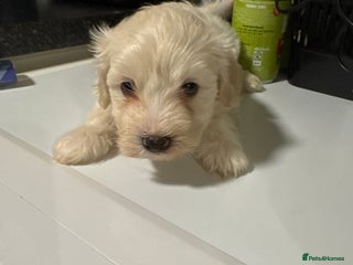 Maltese dogs Bichone Maltese - Advert 2