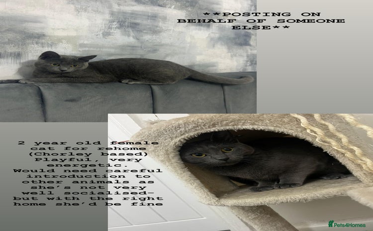 Russian Blue cats - Advert 2