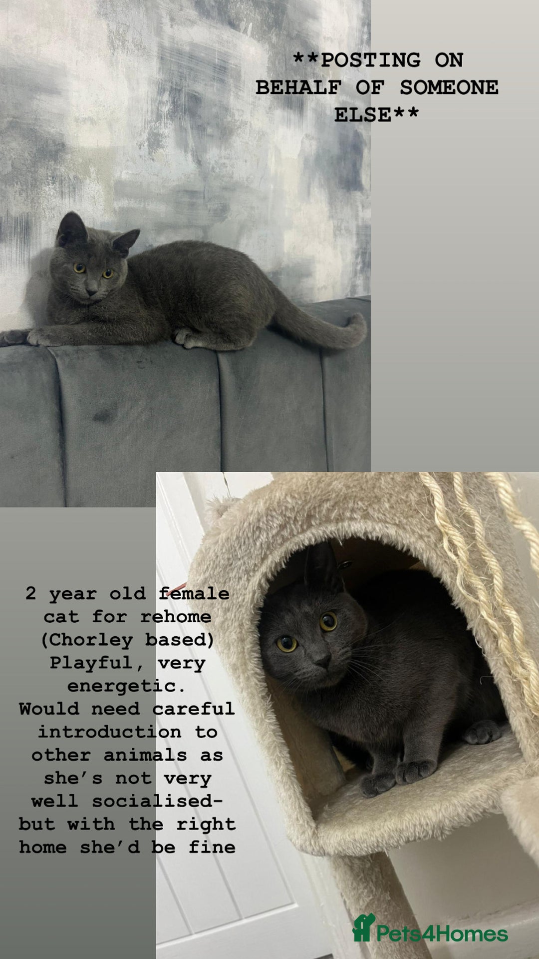 Russian Blue cats for sale: (FREE)Gorgeous 2 year old female cat for adoption  - Image 1