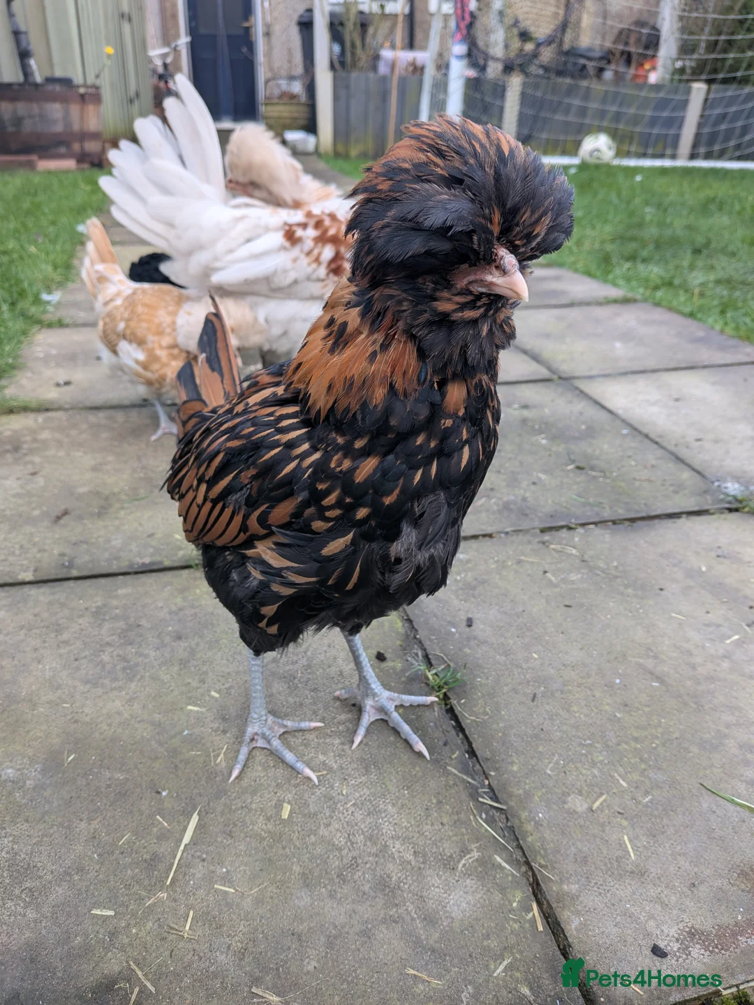 Chickens poultry for sale: Polish cockerels  - Advert 4