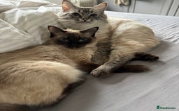 Ragdoll cats for sale: Lilo & Stitch - Rehoming Our Beloved Ragdoll Pair - Image 1