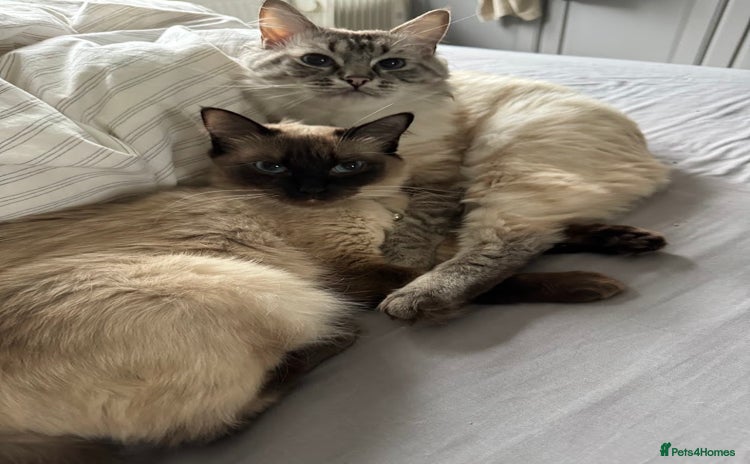 Ragdoll cats - Advert 11
