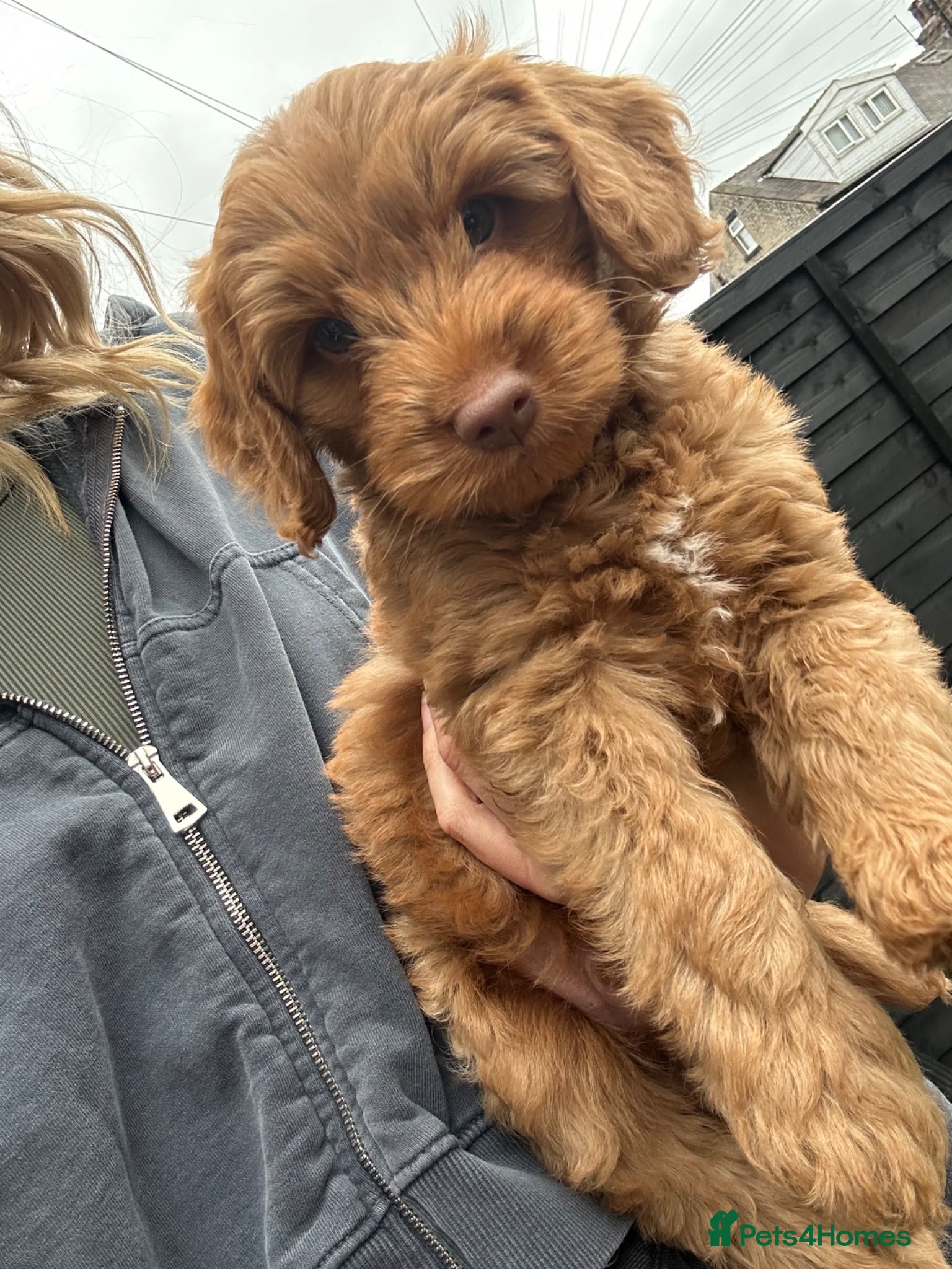 Cockapoo dogs  READY TOMORROW! F2 cockapoos  - Advert 10