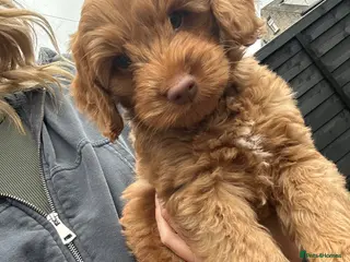 Cockapoo dogs READY TOMORROW! F2 cockapoos - Advert 10