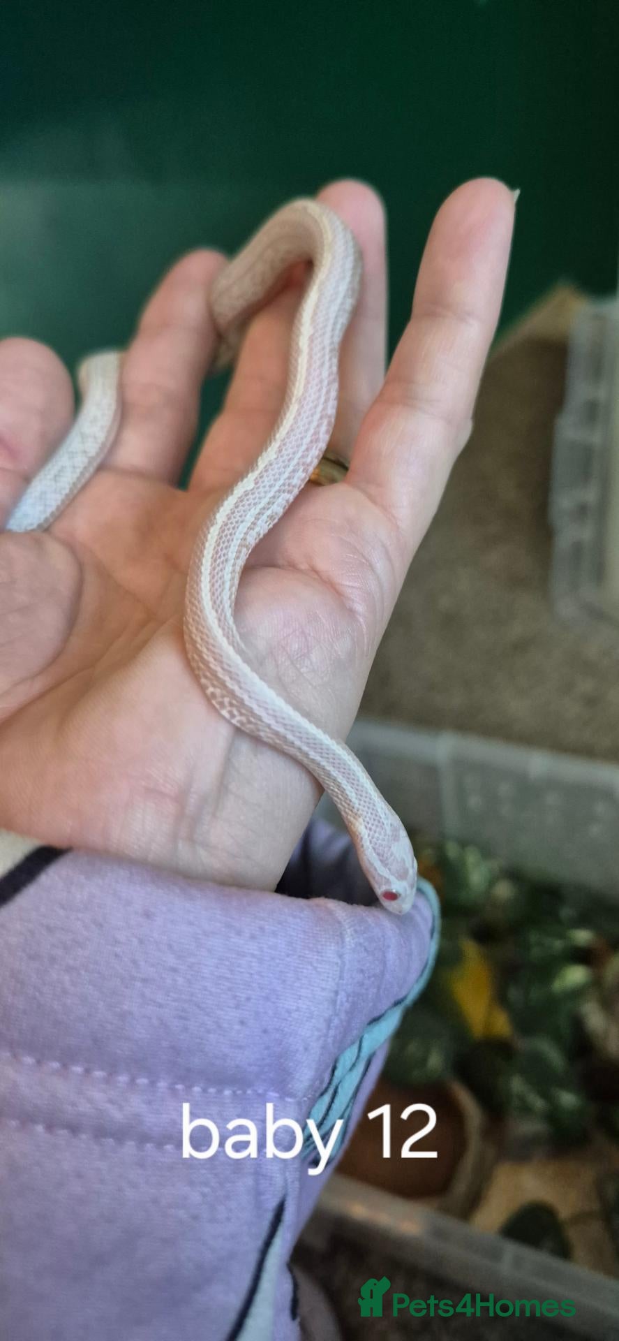 Corn Snake reptiles for sale:  REDUCED PRICE Baby corn snakes - Advert 2