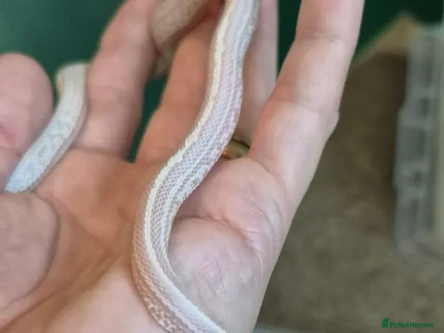Corn Snake reptiles for sale: REDUCED PRICE Baby corn snakes - Advert 2