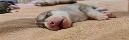 Siberian Husky dogs for sale: Well Socialised Home Raised Husky Puppies in Lincoln - Advert 13