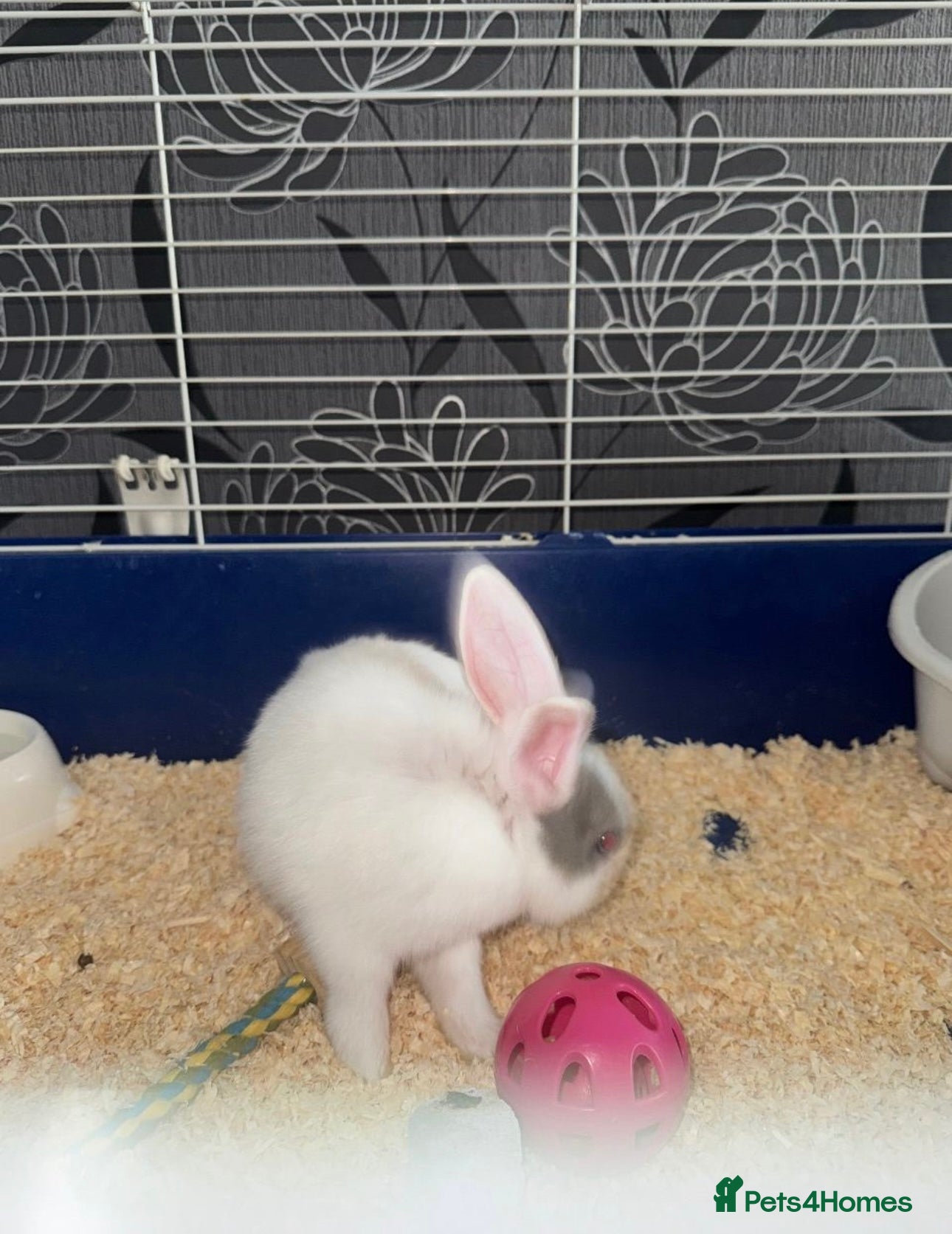 Dutch rabbits Baby Rabbits - Advert 6