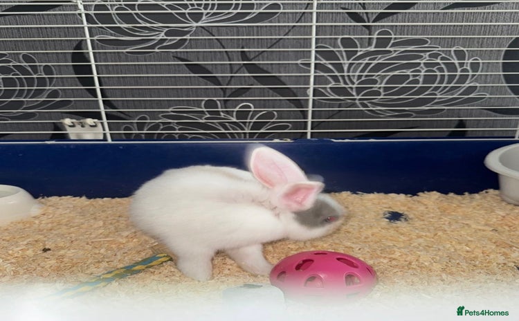 Dutch rabbits Baby Rabbits - Advert 4