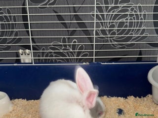 Dutch rabbits Baby Rabbits - Advert 6