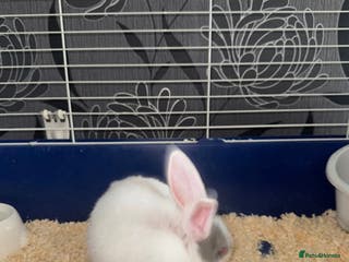 Dutch rabbits Baby Rabbits - Advert 17