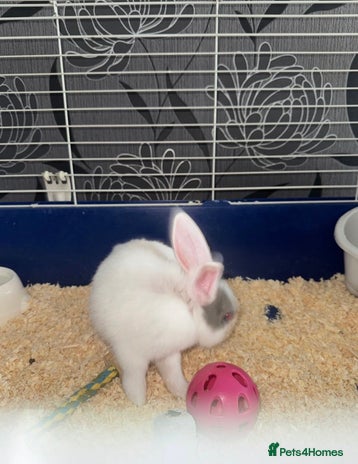 Dutch rabbits Baby Rabbits - Advert 4