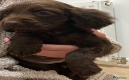 Cocker Spaniel dogs for sale: Cocker spaniel pups 🐾 - Image 2
