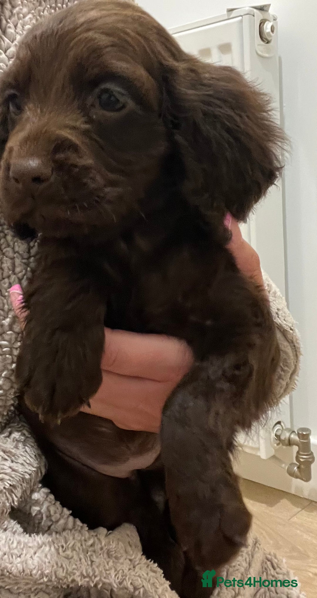 Cocker Spaniel dogs for sale: Cocker spaniel pups 🐾 - Image 2