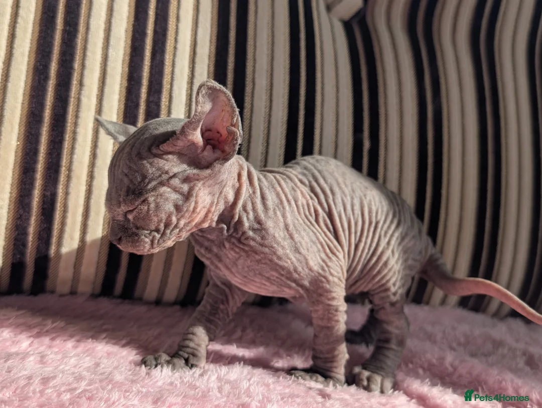 Sphynx cats for sale: Ready for reservation  - Advert 34