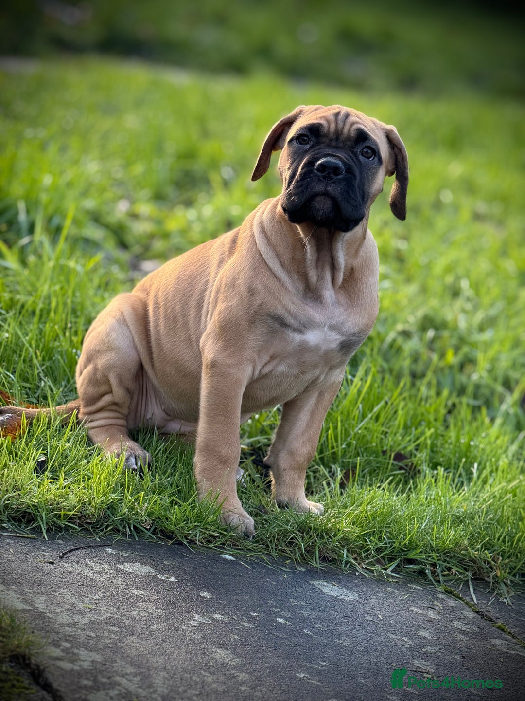 Cane Corso dogs for sale: 🐾PatoSquad Kennel🐾beautiful female available  - Advert 5