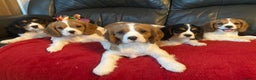 Cavalier King Charles Spaniel dogs for sale: Dna tested cavalier puppies - Advert 2
