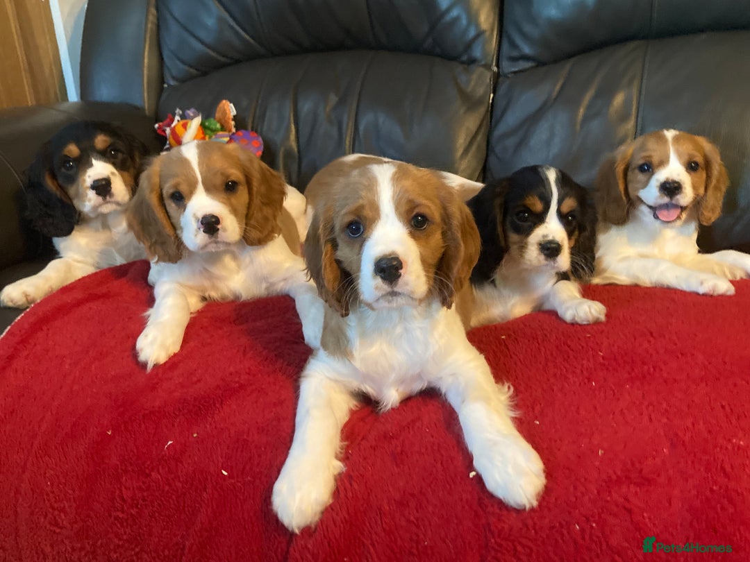 Cavalier King Charles Spaniel dogs for sale: Dna tested cavalier puppies - Advert 2