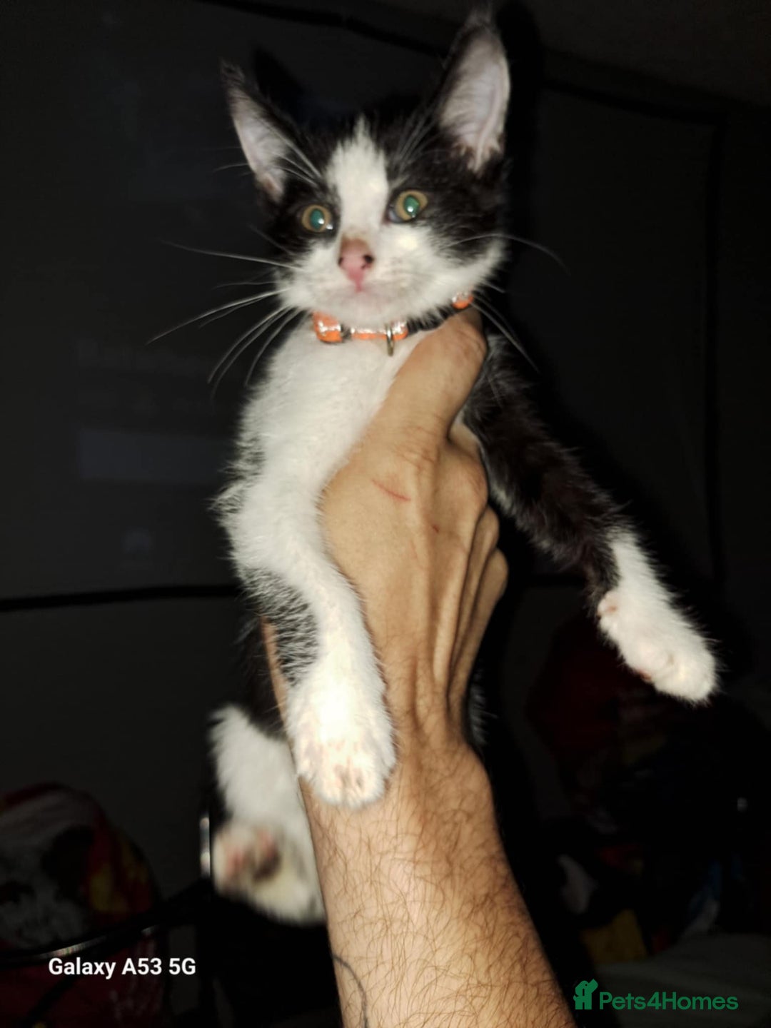 Savannah cats for sale: Savanah  in Spalding - Image 14