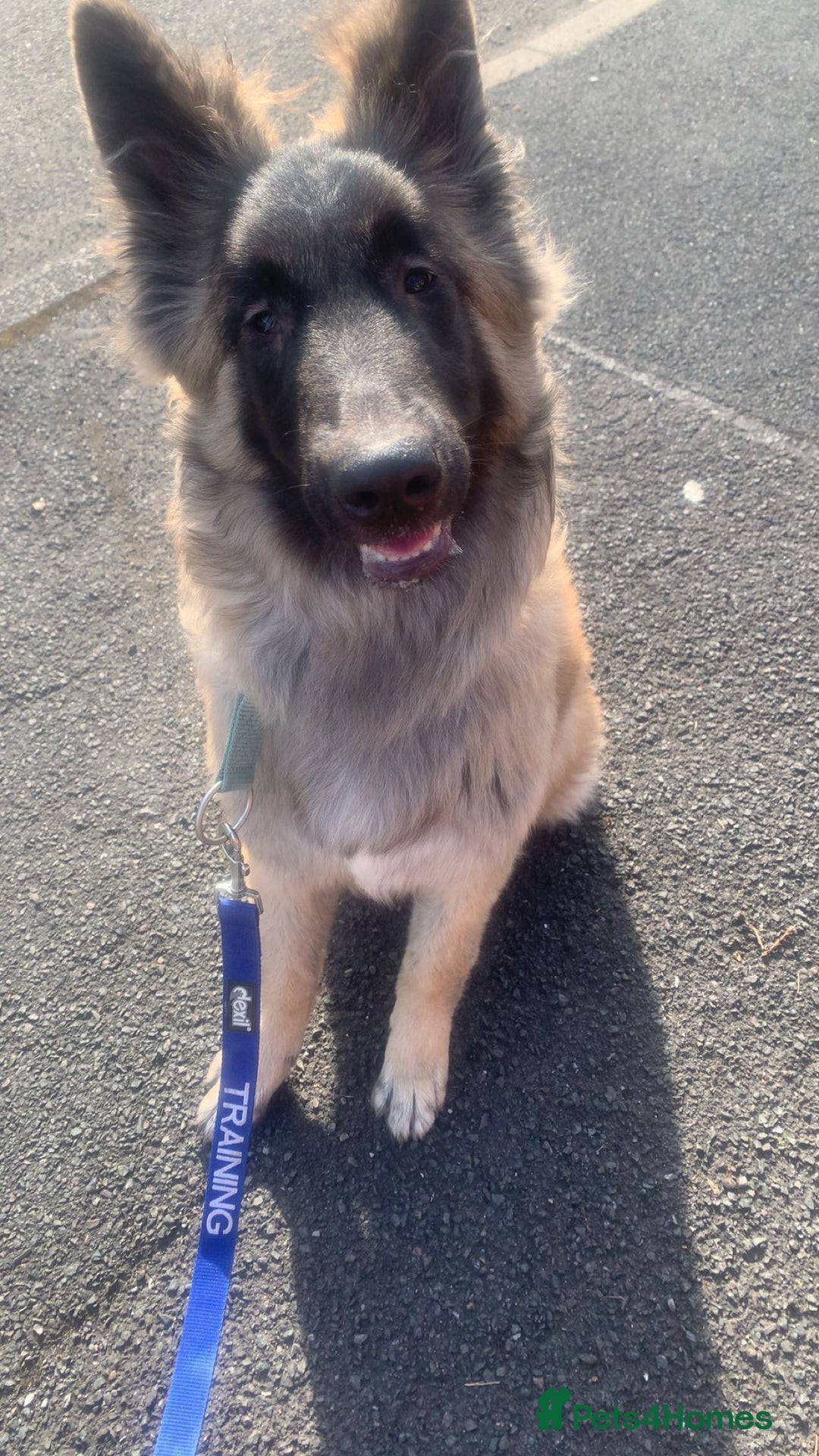 German Shepherd dogs for sale: For sale  - Image 3