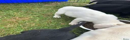 Labrador Retriever dogs for sale: KC REG black labradors  - Advert 3