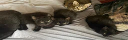 Mixed Breed cats for sale: 3 Beautiful Kittens - Advert 3