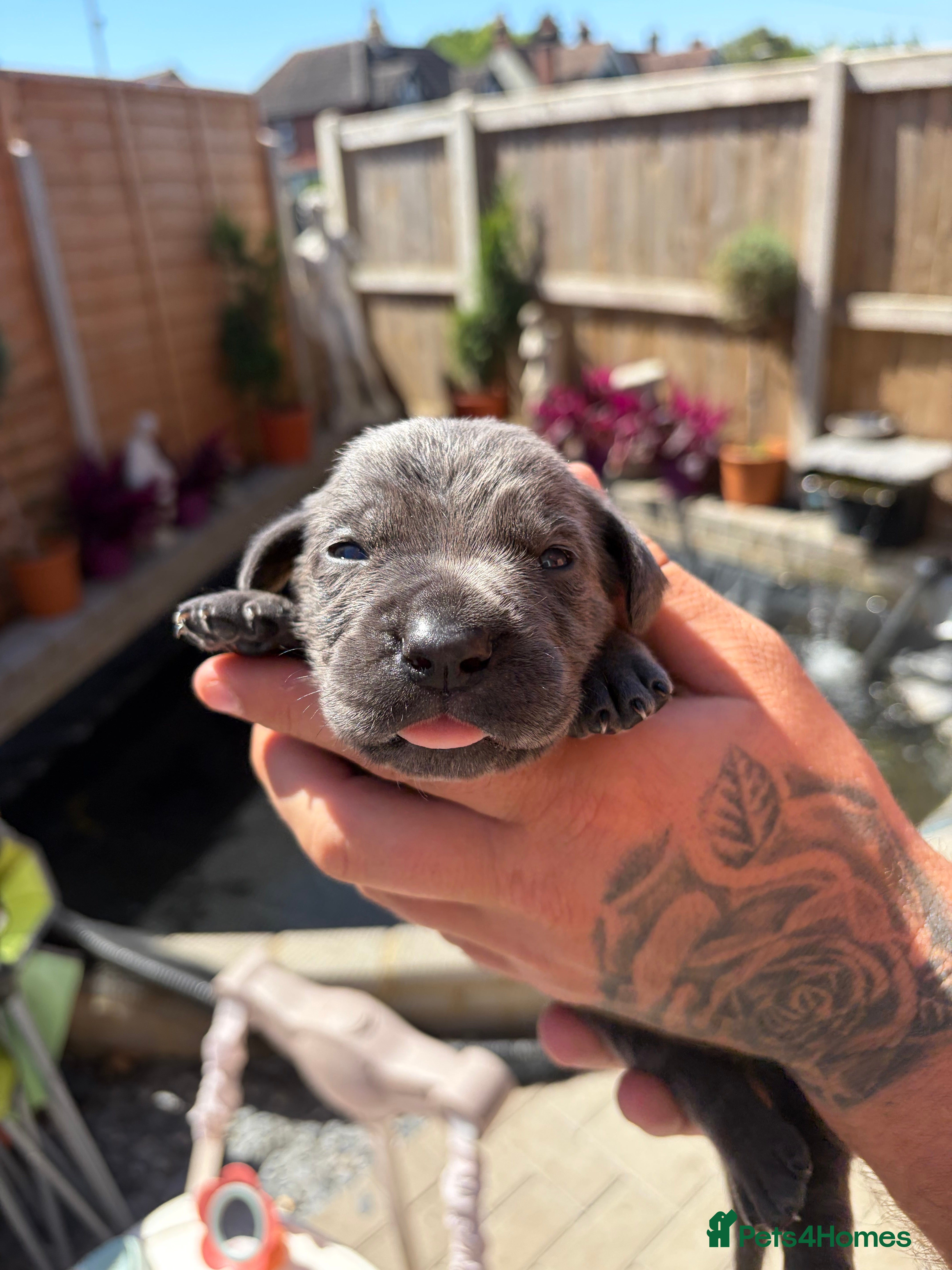 Cane Corso dogs 10 stunning purebred cane corso puppies  - Advert 2