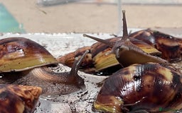 Snails invertebrates for sale: AFRICAN GIANT SNAILS FOR SALE! - Image 3