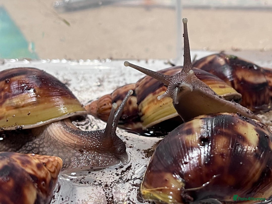 Snails invertebrates for sale: AFRICAN GIANT SNAILS FOR SALE! - Image 3