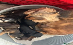 Cocker Spaniel dogs for sale: Kc show extensive health tests beautiful colours - Image 4