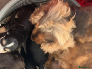 Cocker Spaniel dogs All puppies are reserved - Advert 2