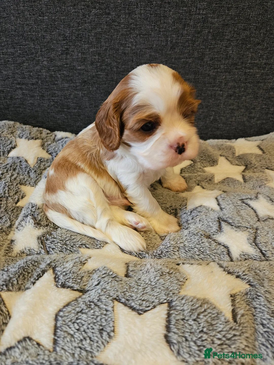 Cavalier King Charles Spaniel dogs for sale: *** 2 LEFT *** KC Calvalier King Charles Spaniel  - Advert 20