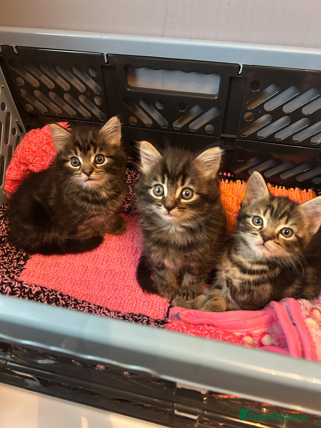 Mixed Breed cats for sale: Kittens for sale  - Advert 1