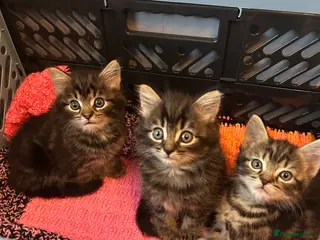 Mixed Breed cats Kittens for sale - Advert 2