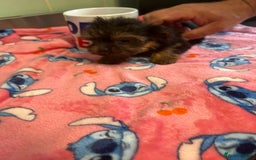 Yorkshire Terrier dogs for sale: Tiny Yorkshire terrier puppies for sale  - Image 13