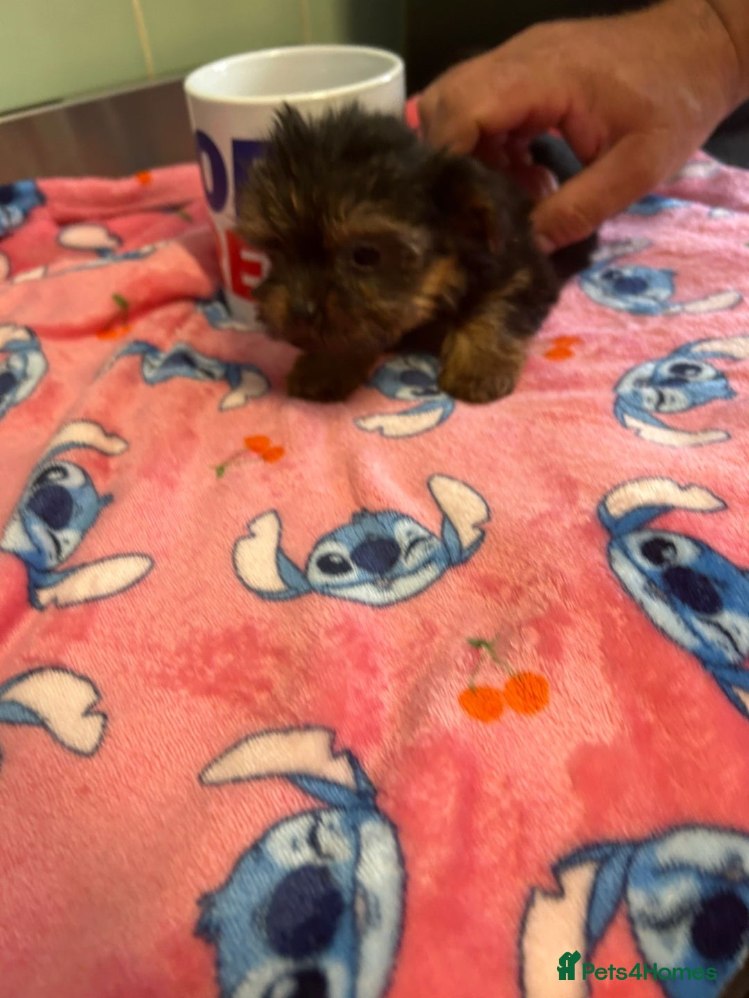 Yorkshire Terrier dogs for sale: Tiny Yorkshire terrier puppies for sale  - Image 13
