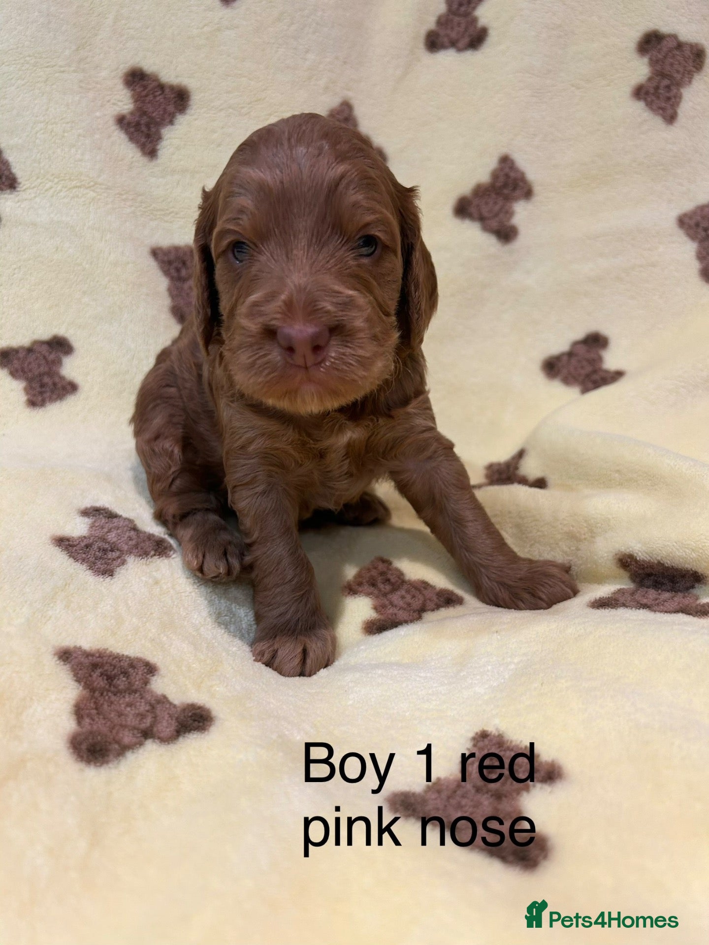 Cockapoo dogs for sale: F1 cockapoo puppies looking for 5⭐️ families  - Advert 2