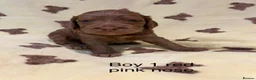 Cockapoo dogs for sale: F1 cockapoo puppies looking for 5⭐️ families  - Advert 2