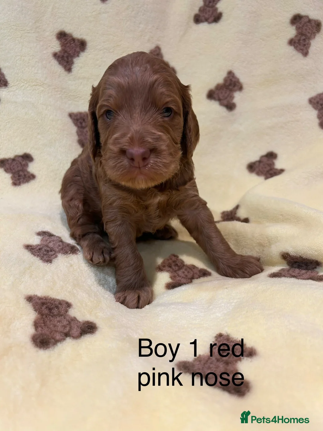 Cockapoo dogs for sale: F1 cockapoo puppies looking for 5⭐️ families  - Advert 2