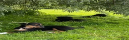 Huntaway dogs for sale: Beautiful Huntaway X Collie Pups - Advert 38