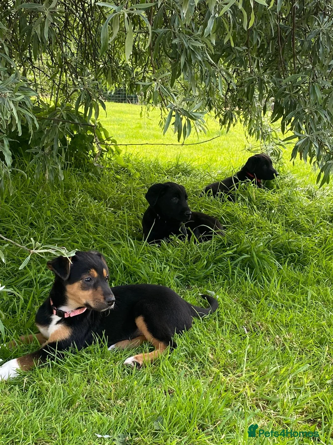 Huntaway dogs for sale: Beautiful Huntaway X Collie Pups - Advert 38