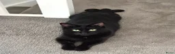 Mixed Breed cats for sale: 5 female cats for sale - Advert 3