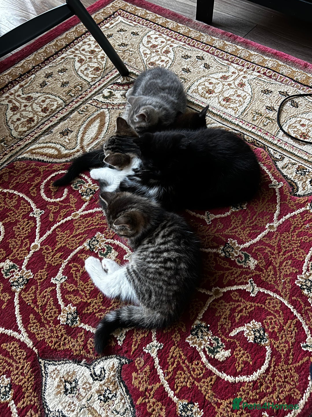 American Shorthair cats for sale: Adorable Tabby Kittens – Ready for Forever Homes - Advert 21