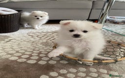Pomeranian dogs for sale: Lovely Pomeranian - Image 13