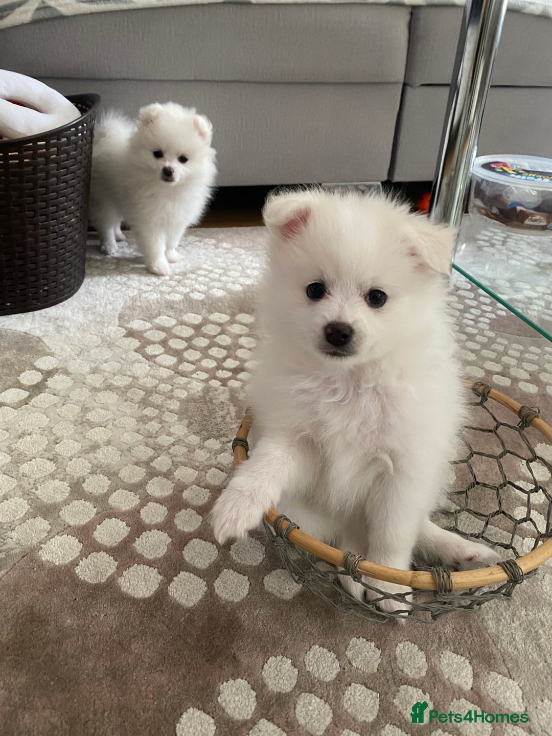 Pomeranian dogs for sale: Lovely Pomeranian - Image 13