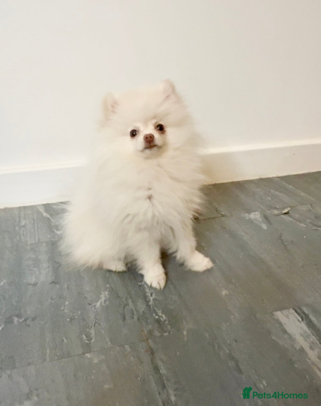 Pomeranian dogs for sale: Pomeranian puppy male - Advert 11